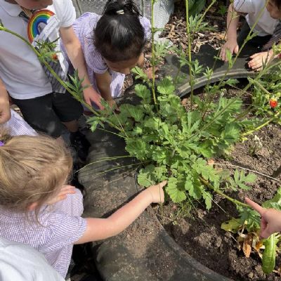 This week we observed our butterflies emerging from their cocoons