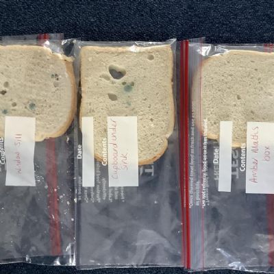 We investigated how mould spores can help with bread decay.